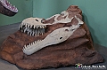 VBS_1008 - Dinosauri. Terra dei giganti